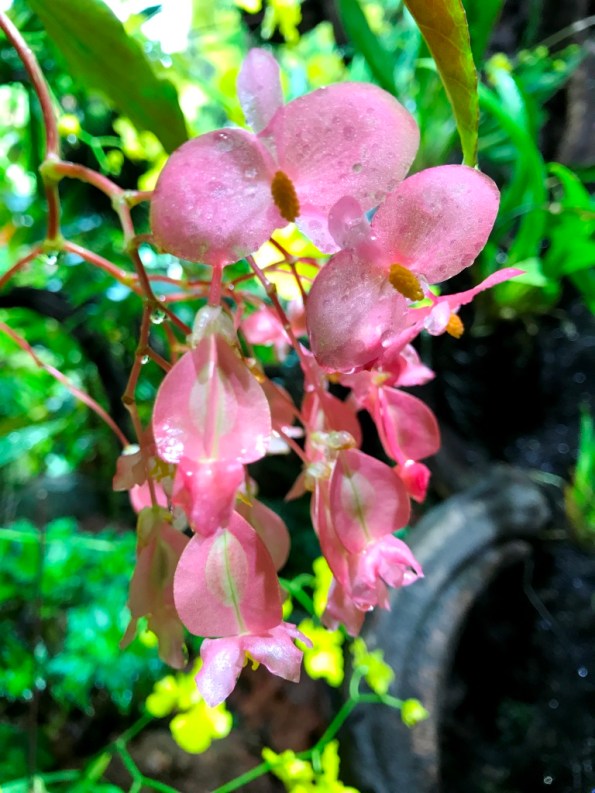 Flower Dome at Gardens by the Bay Singapore