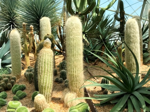 Flower Dome at Gardens by the Bay Singapore