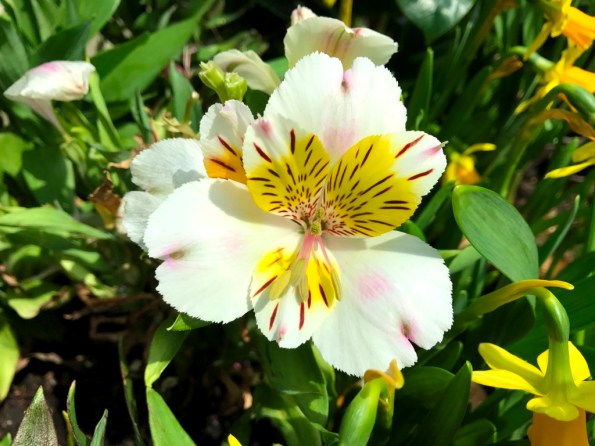 Flower Dome at Gardens by the Bay Singapore