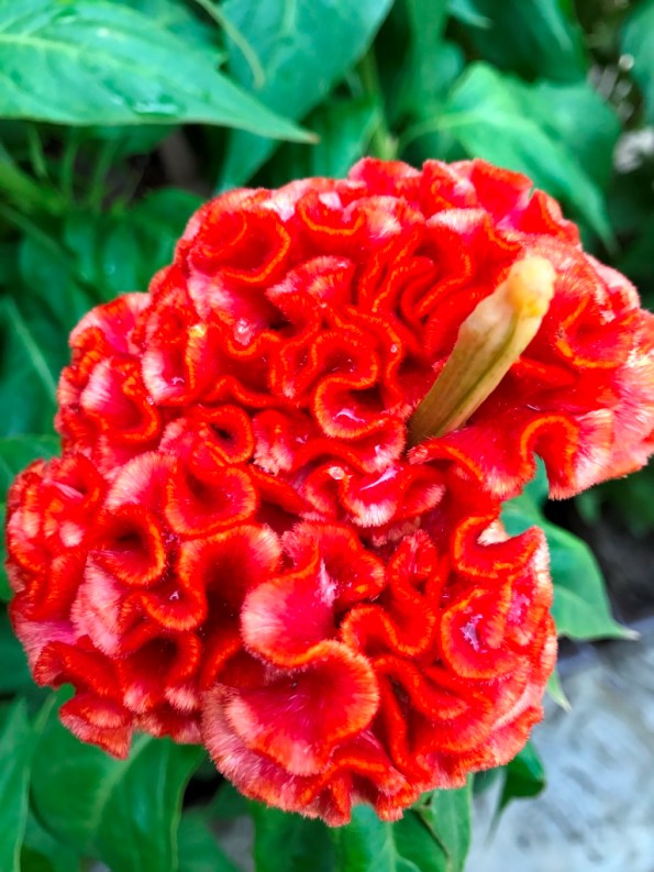 Flower Dome at Gardens by the Bay Singapore