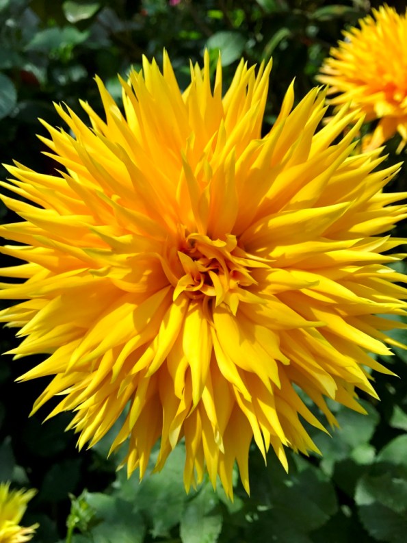 Flower Dome at Gardens by the Bay Singapore