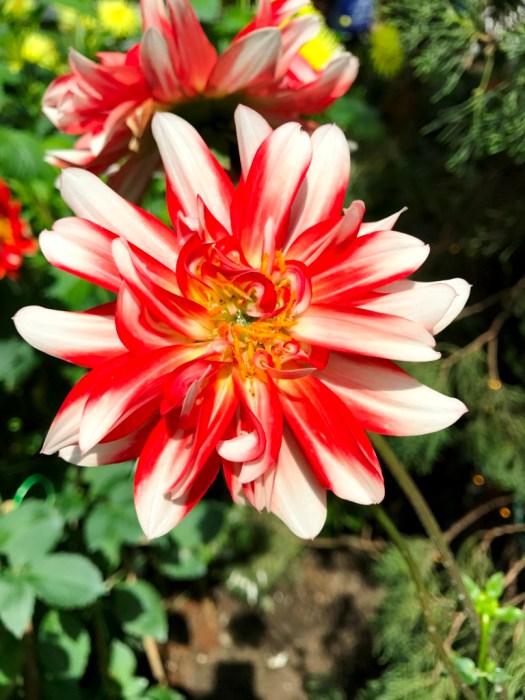 Flower Dome at Gardens by the Bay Singapore