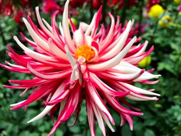 Flower Dome at Gardens by the Bay Singapore