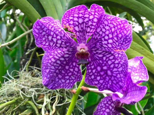 National Orchid Garden Singapore