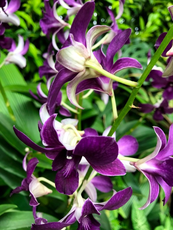 National Orchid Garden Singapore