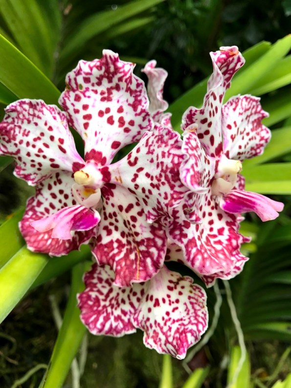 National Orchid Garden Singapore