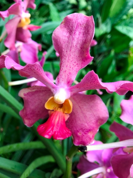 National Orchid Garden Singapore