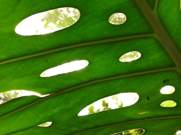 National Orchid Garden Singapore