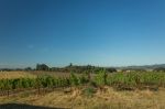Maverick Vineyard