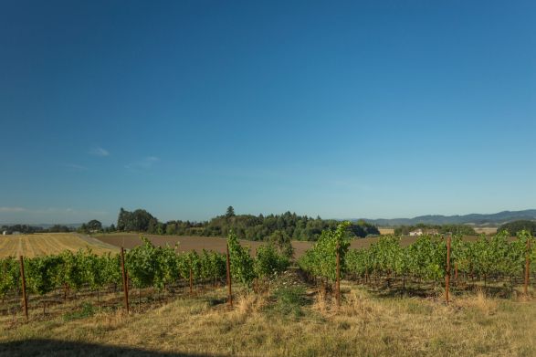 Maverick Vineyard