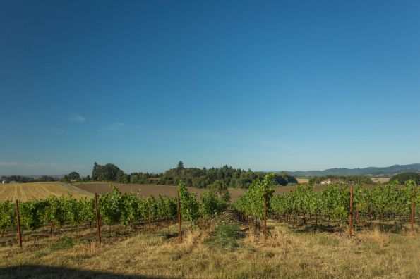 Maverick Vineyard