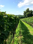 Galer Estate grounds and vineyard&nbsp;(4)