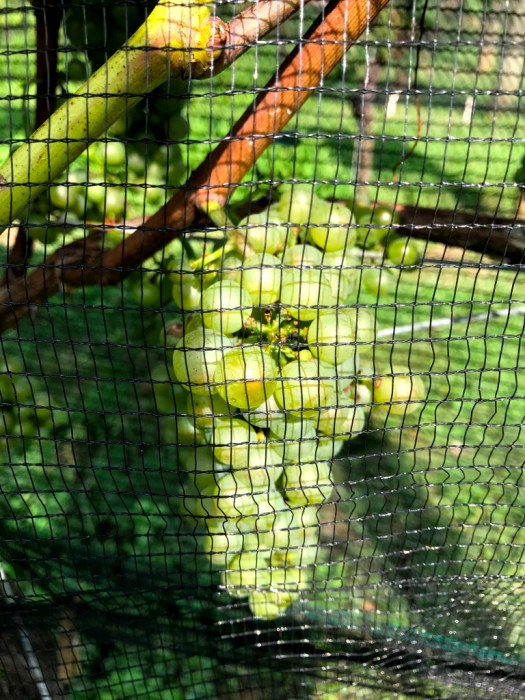 Galer Estate vineyard