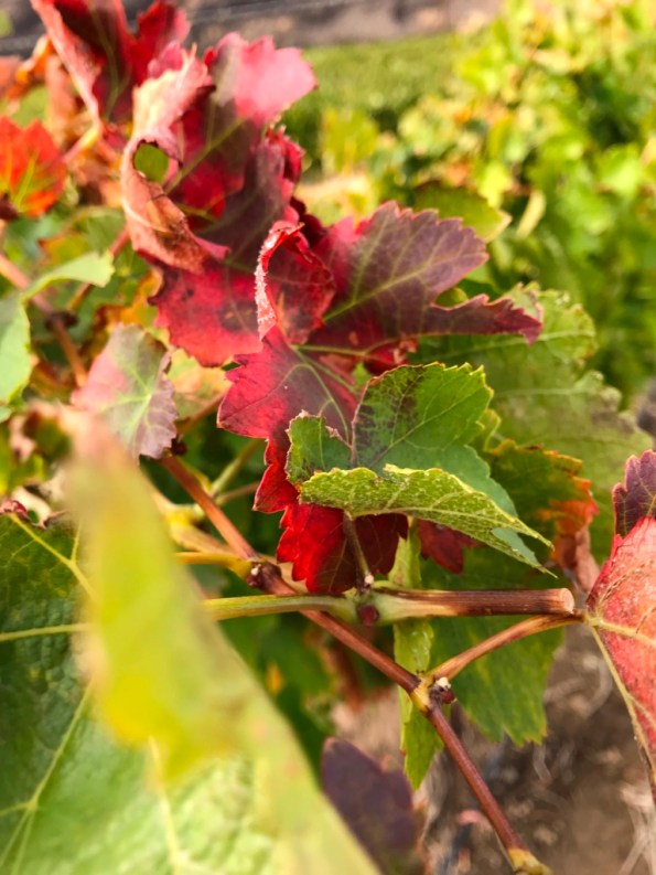 fall in Mary Hill vineyards