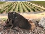 Mary Hill winery – soil sample and peach&nbsp;trees