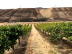 Maryhill vineyards
