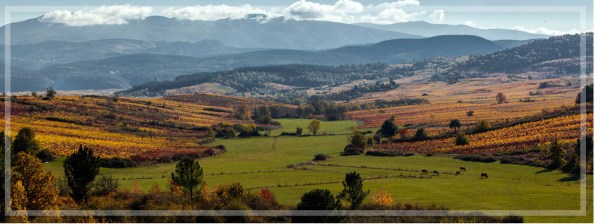 Bodegas Godelia Compra Online