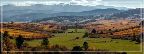 Bodegas Godelia Compra Online