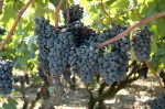 grapes of salice salentino source cantina san&nbsp;donaci