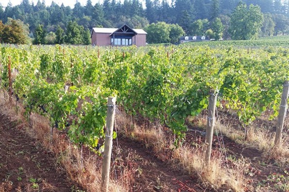 BellsUp-Pinot Harvest