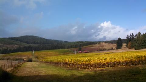 Iris Vineyards