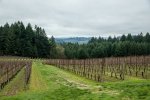 utopia vineyard