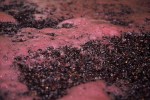 7 Stefano_Lubiana_Pinot_Noir_ferment_vintage_2010