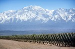 vineyard with snow capped&nbsp;mountains
