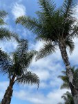 palm trees (2)