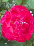 pink roses (2)