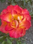 red roses (3)