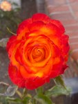 red roses (5)