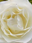 white roses (1)