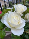 white roses (4)