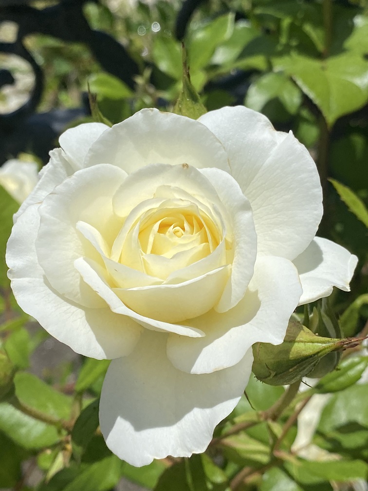 white roses (5) | Talk-A-Vino