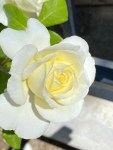 white roses (7)