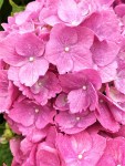 Hydrangea (1)