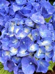 Hydrangea (2)