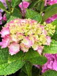 Hydrangea (4)