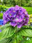 Hydrangea (7)