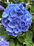 Hydrangea (9)