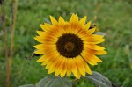 sunflowers (2)