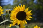 sunflowers (3)