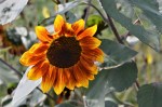 sunflowers (4)