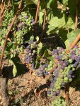 Lenne Vineyard grapes&nbsp;(1)