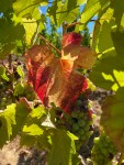 Lenne Vineyard grapes&nbsp;(2)