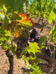 Lenne Vineyard grapes&nbsp;(3)