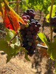 Lenne Vineyard grapes&nbsp;(4)