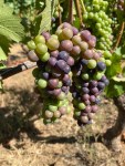 Lenne Vineyard grapes&nbsp;(5)