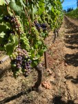 Lenne Vineyard grapes&nbsp;(6)